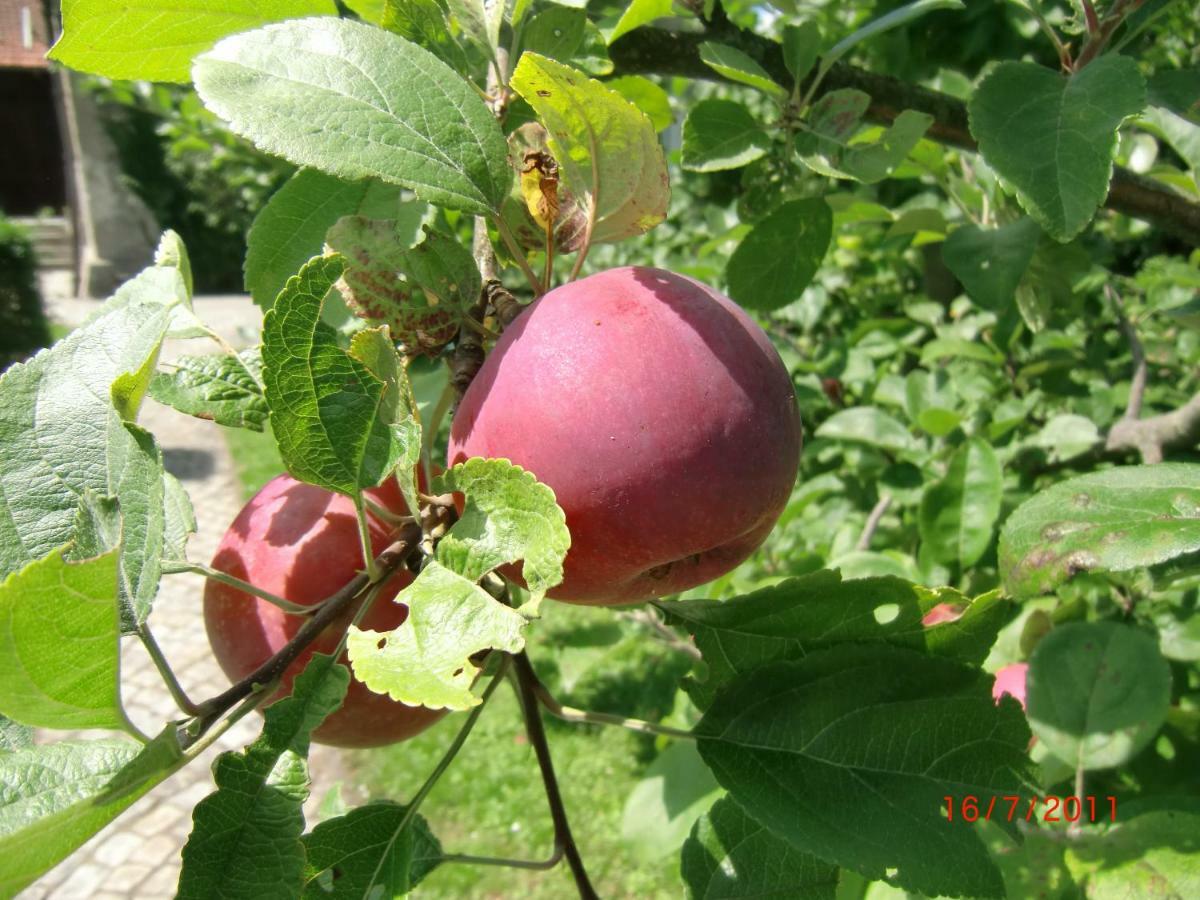 Agroturystyka Burylowka Osiecznica Luaran gambar
